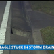 Illustration for article titled Two Bald Eagles Stuck in a Storm Drain Become Another Perfect Symbol For America in 2016